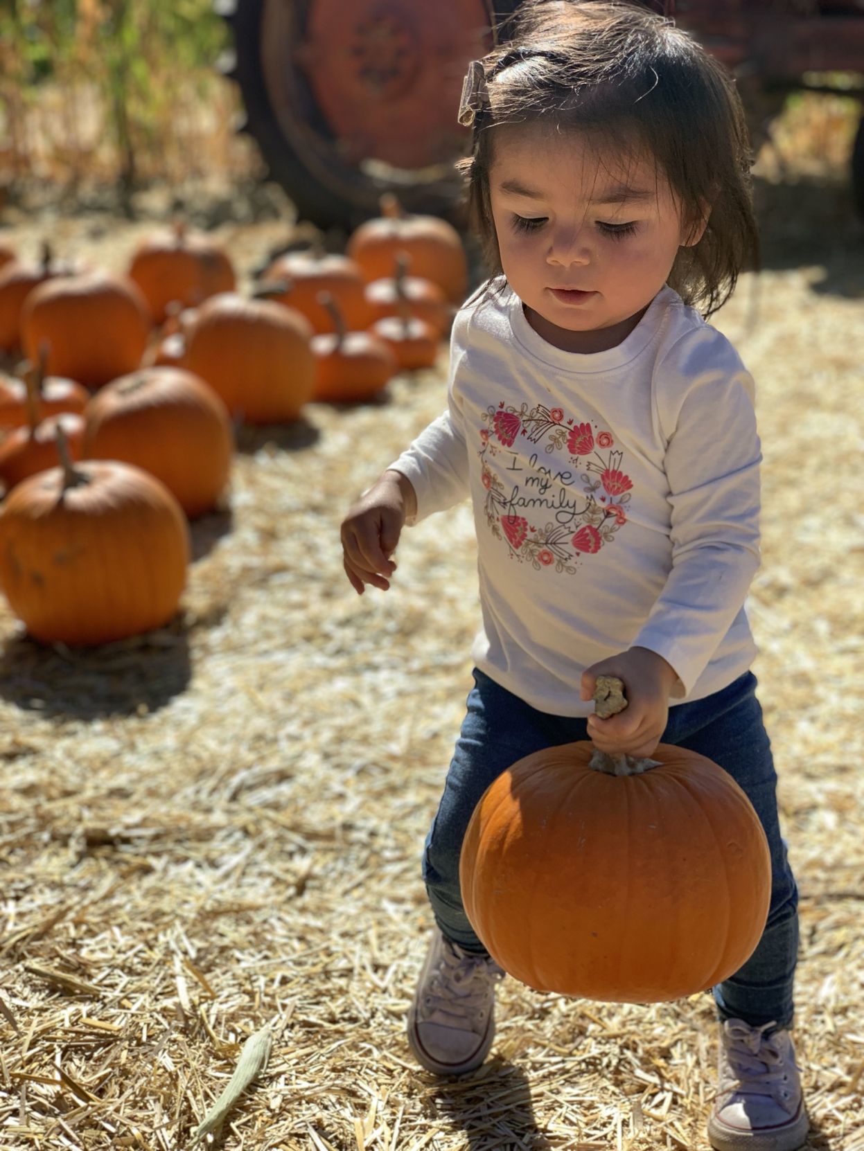 Picking Pumpkins 2019